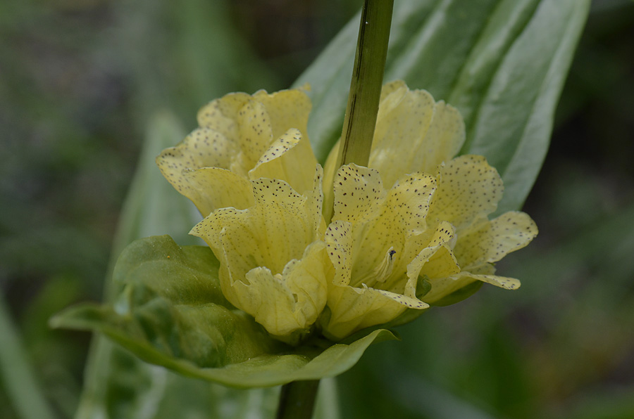 Gentiana punctata / Genziana punteggiata